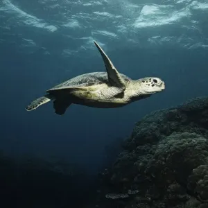 Turtle