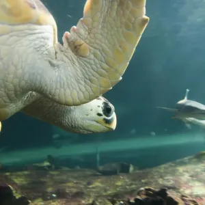 Turtle attacking shark