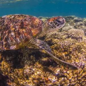 turtle close up on coral