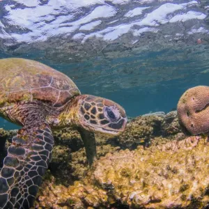 Turtle on coral reef