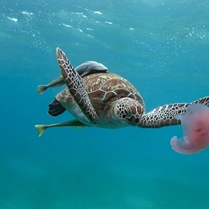Turtle eating jellyfish