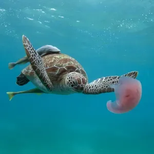 Turtle eating jellyfish Turtle eating jellyfish