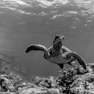 turtle grey scale