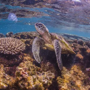 Turtle looking to eat jelly fish