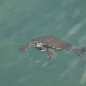 Turtle popping its head above water