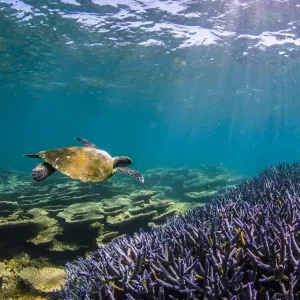 turtle and purple staghorn coral