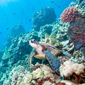 Turtle reef