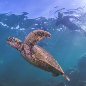 turtle and silhouette of snorkler