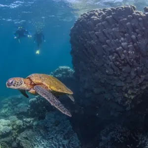 Turtle with two snorklers silhouetted in background