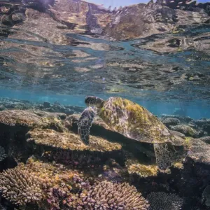 Turtle with sunburst