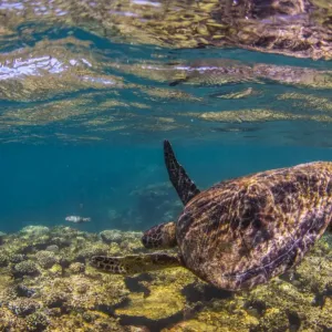 turtle swimming away