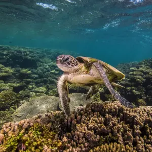 Turtle Time