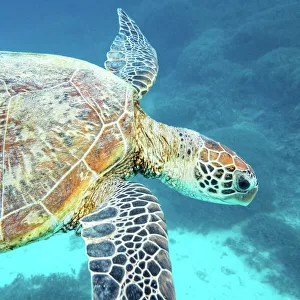 Turtles Of The Great Barrier Reef