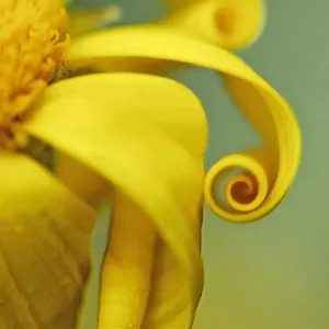 Twirls