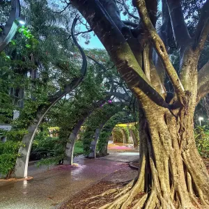 Twisting fig tree and South Bank Grand Arbour walkway