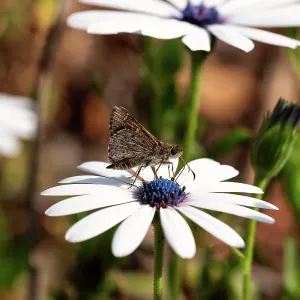 Two-Spotted Grass Skipper on a daisy Two-Spotted Grass Skipper on a daisy