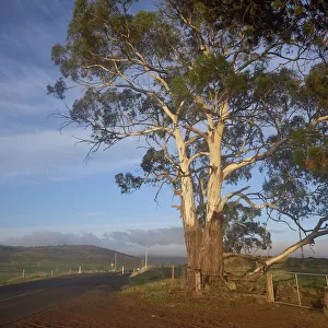 Typical Australian scenic view of Gum tree in the sunlight
