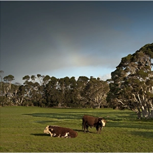 Typical lush and well watered farmland on King Island, Bass Strait, Tasmania, Australia
