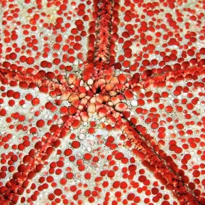 Underside with mouth of spiny cushion star (Culcita novaeguineae), Detail, Starfish, Pacific, Great Barrier Reef Underside with mouth of spiny cushion star (Culcita novaeguineae), Detail, Starfish, Pacific, Great Barrier Reef