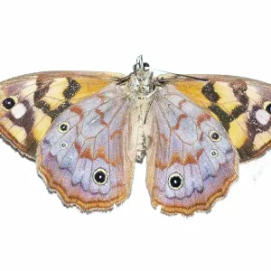 Underside of Spotted Brown Butterfly Underside of Spotted Brown Butterfly