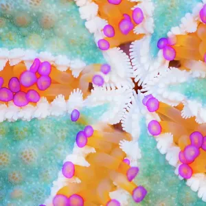 Underside of a Starfish Underside of a Starfish