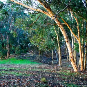 A valley of trees set in the Perth hills Western Australia A valley of trees set in the Perth hills Western Australia