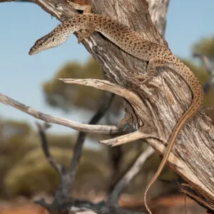 Varanus caudolineatus Varanus caudolineatus