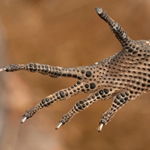 Varanus glebopalma foot detail