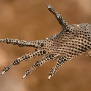 Varanus glebopalma foot detail Varanus glebopalma foot detail