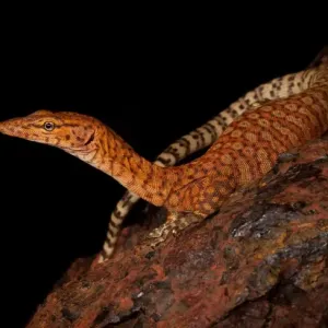 Varanus pilbarensis Print - Pilbara Rock Monitor