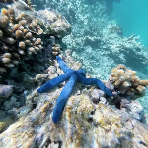 variations of different coral and structures under the waters of the Great barrier Reef with a blue star fish