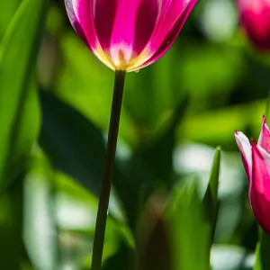 Variegated pink, white and yellow tulip - Araluen, Western Australia