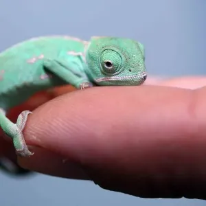 Veiled Chameleon Hatchling Print Veiled Chameleon Hatchling Print