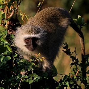 The Vervet Monkey, Kruger National Park, South Africa