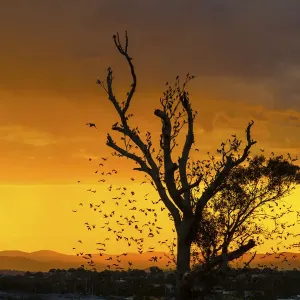 Australian Multicolored Sunrise Print with Tree