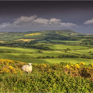 A view of the countryside in the Purbeck hills, Dorset, England, United kingdom