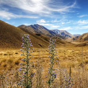 View of the Crown Range Summit in Otago, Wakatipu District, South Island, New Zealand