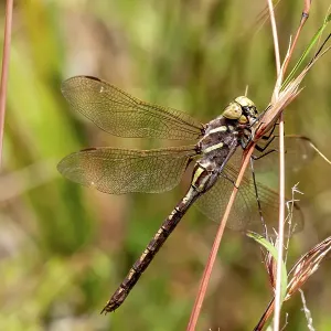 Side view of a dragonfly on a grass stem Side view of a dragonfly on a grass stem