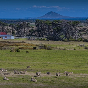 A view across farmland towards Chappell Island, on the coastline of Flinders Island, Bass Strait, Tasmania, Australia