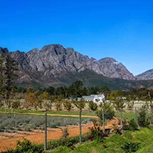 View of Mountains, Farm and Vineyard in Franschoek, Western Cape, South Africa