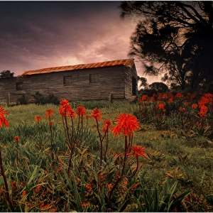 View of the old shearing shed in Wybalenna, Flinders Island, part of the Furneaux group, eastern Bass Strait, Tasmania
