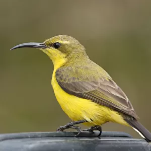 Side view of olive-backed sunbird