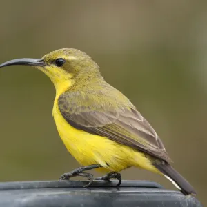 Side view of olive-backed sunbird