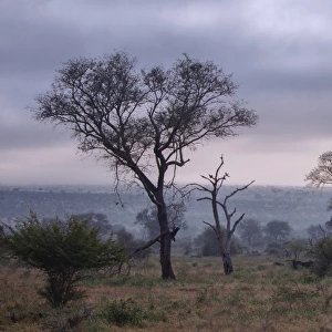 View of South African Trees and Scrubs in the Misty Foggy Morning at Kruger National Park, South Africa
