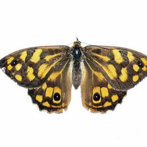 Top view of Spotted Brown Butterfly Top view of Spotted Brown Butterfly