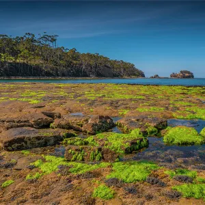 A view of the Tessalated pavement at Pirates bay, Tasman Peninsular, Tasmania, Australia