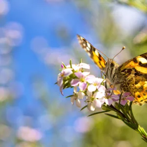 View from underneath of Painted Lady Butterfly