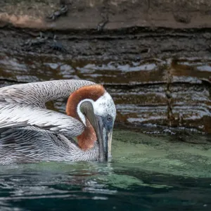 Side view of a vibrant GalAapagos Pelican with its beak in the water