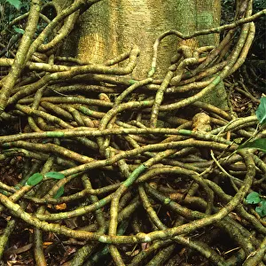 Vines at base of tropical rainforest tree, close-up