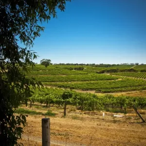 Vineyard at McLaren Vale, South Australia Vineyard at McLaren Vale, South Australia